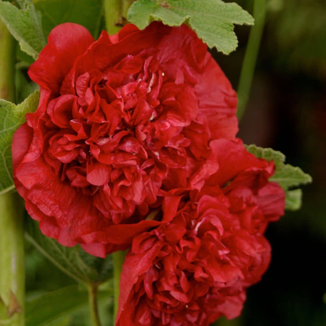 zoom sur les fleurs rouges à pétales doubles de la rose tremiere alcea rosea scarlet