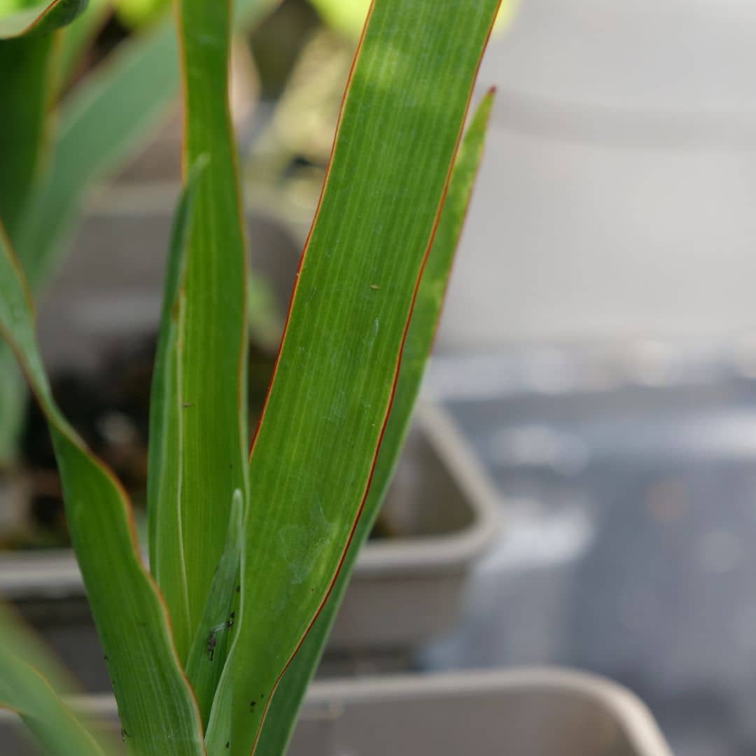 zoom sur les jeunes feuilles du dracaena draco dragonnier des canaris à cultiver