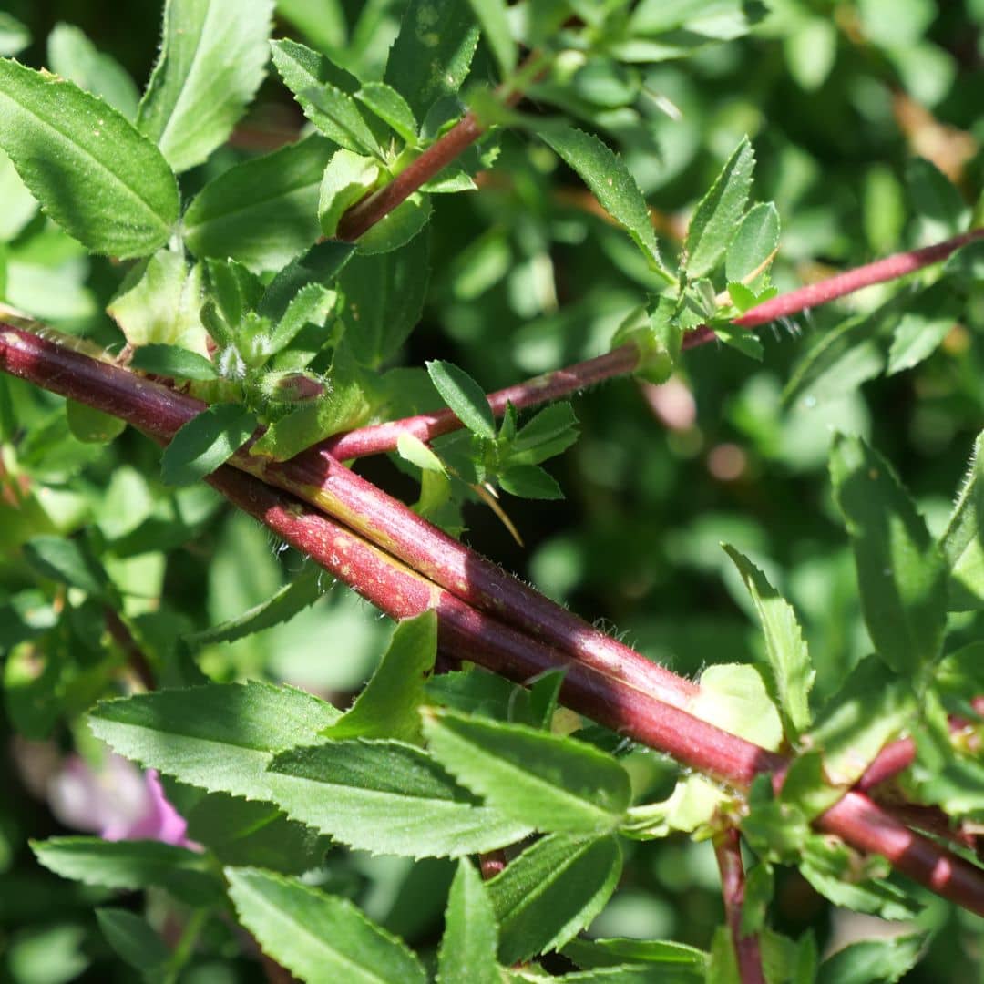 zoom sur les tiges de l'ononis spinosa plante sauvage rustique et résistante