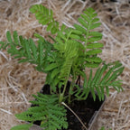 zoom sur un plant de tanaisie commune à planter au jardin