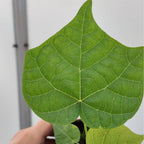zoom sur une feuille de Parasol Chinois Firmiana simplex arbre d'ombrage