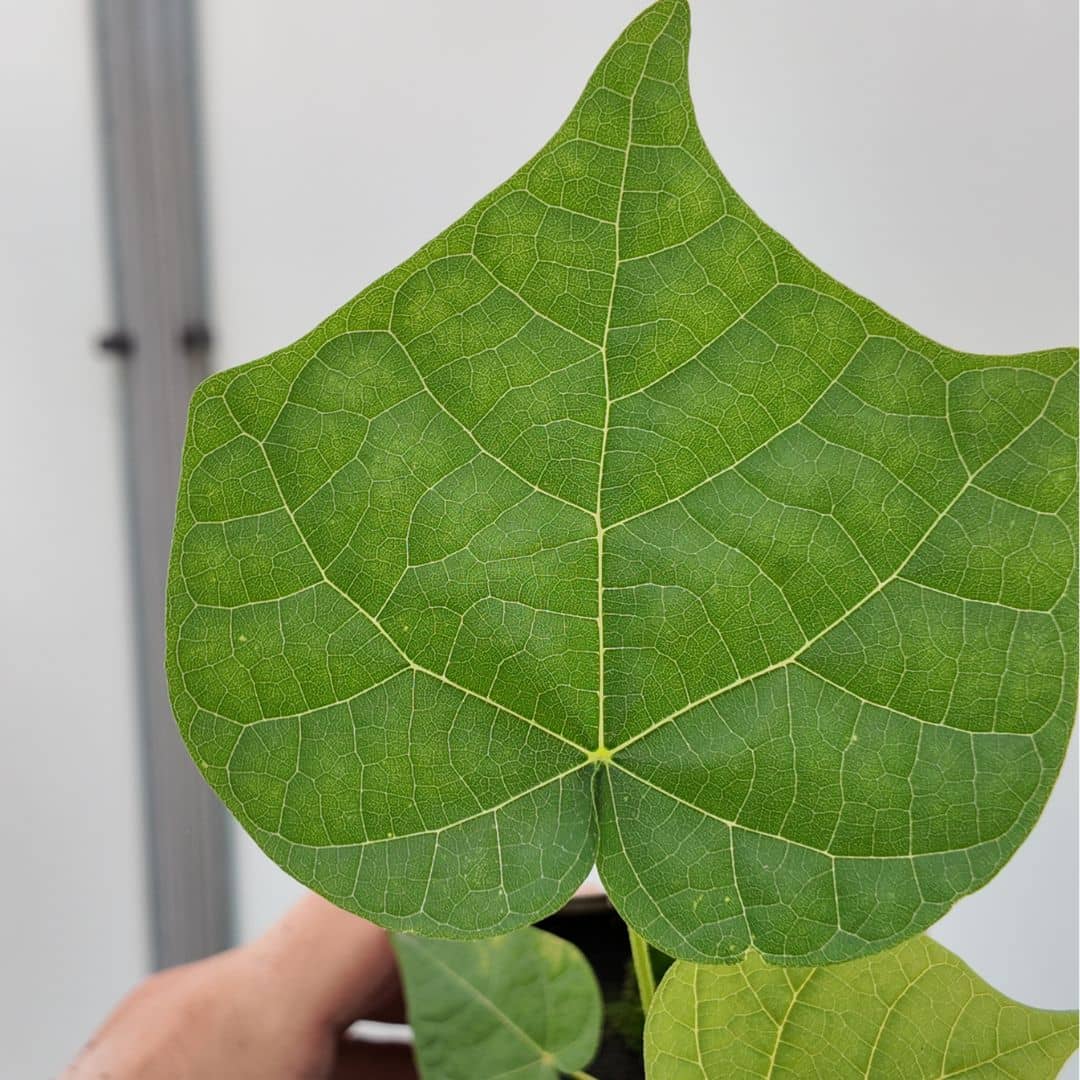 zoom sur une feuille de Parasol Chinois Firmiana simplex arbre d'ombrage