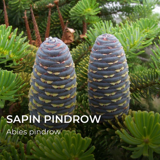 GRAINES de Sapin Pindrow (Abies pindrow)
