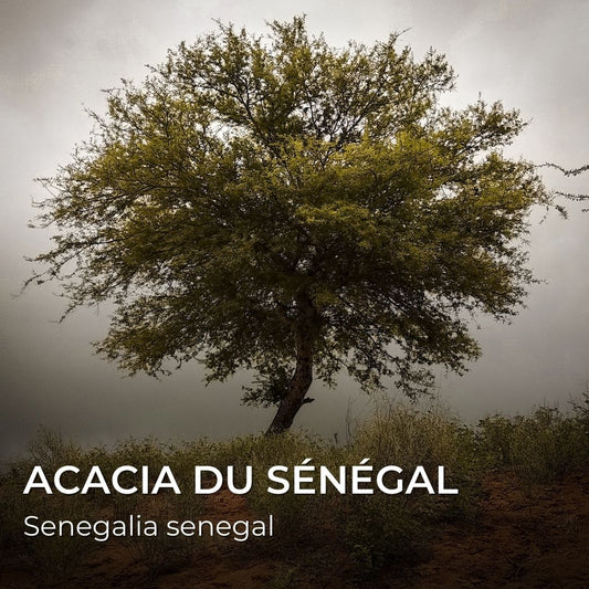 GRAINES Acacia du Sénégal (Senegalia senegal)