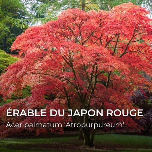 GRAINES - Érable du Japon Rouge (Acer palmatum 'Atropurpureum')