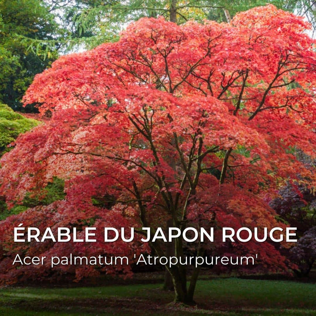 PLANTES RUSTIQUES - Monde Végétal