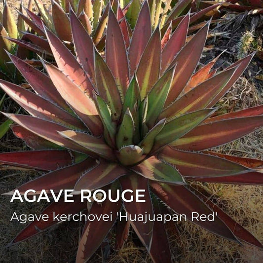 GRAINES - Agave Rouge (Agave kerchovei 'Huajuapan Red')