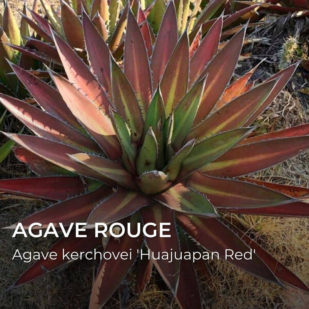 Agave Huajuapan Red