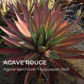Agave Huajuapan Red