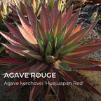 Agave Huajuapan Red