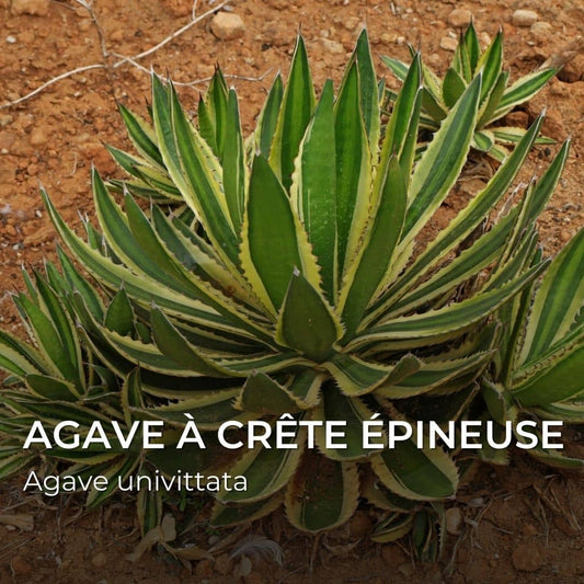 GRAINES - Agave à crête épineuse (Agave univittata)