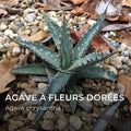 Graines d’Agave chrysantha