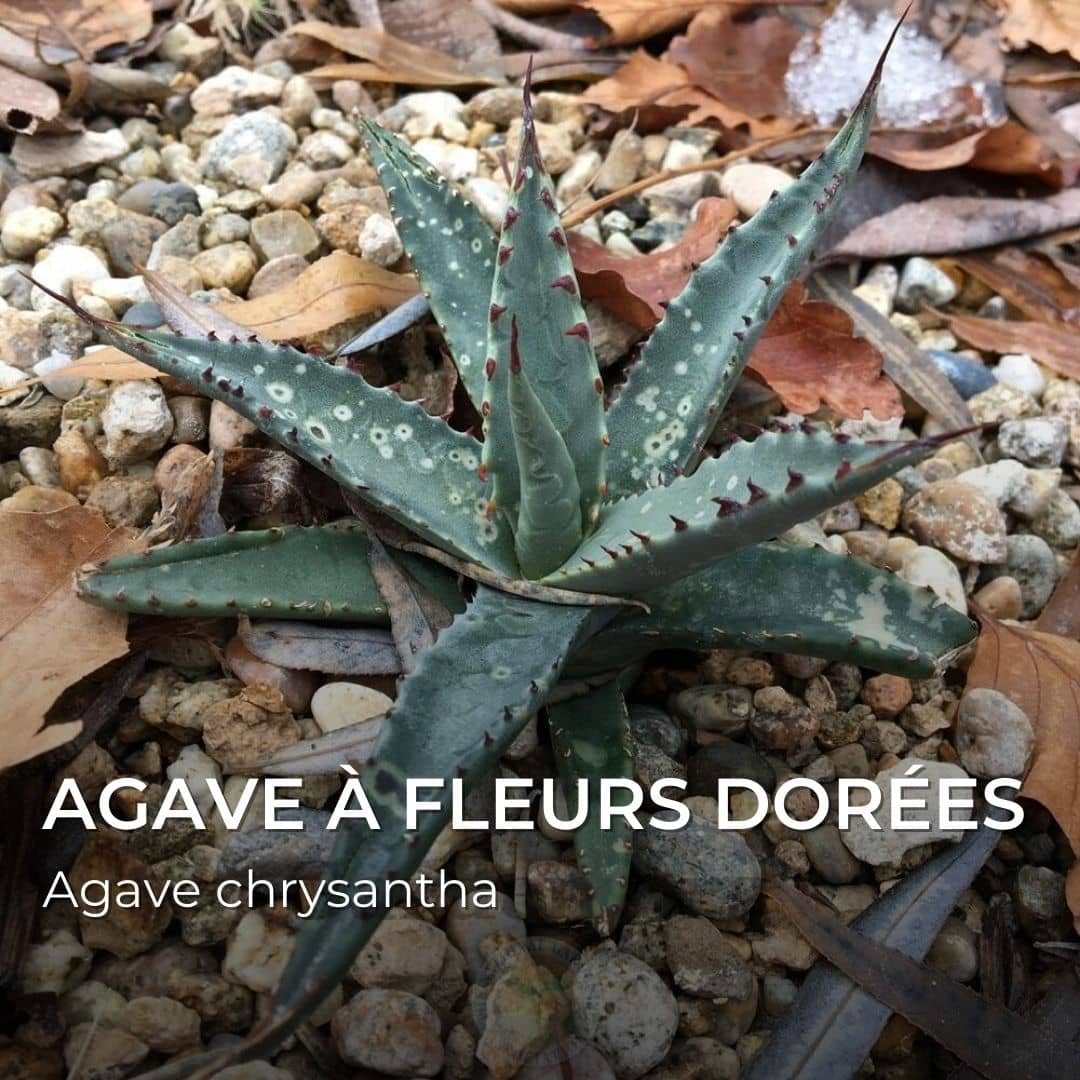 Agave chrysantha — Graines