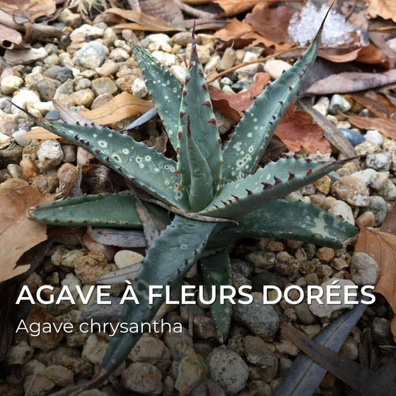 Agave chrysantha