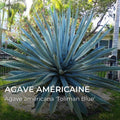 Graines d’agave Toliman Blue