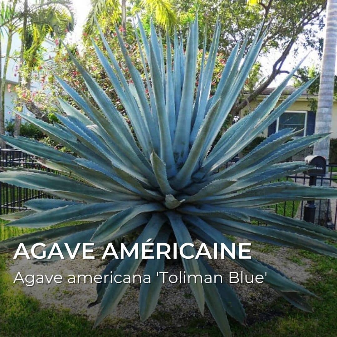 GRAINES Agave 'Toliman Bleue' - Agave americana 'Toliman Blue'