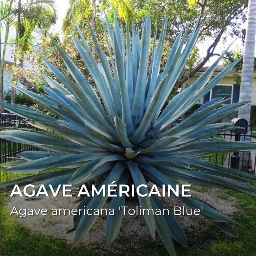 Agave Toliman Blue — Graines