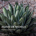 Agave nickelsiae