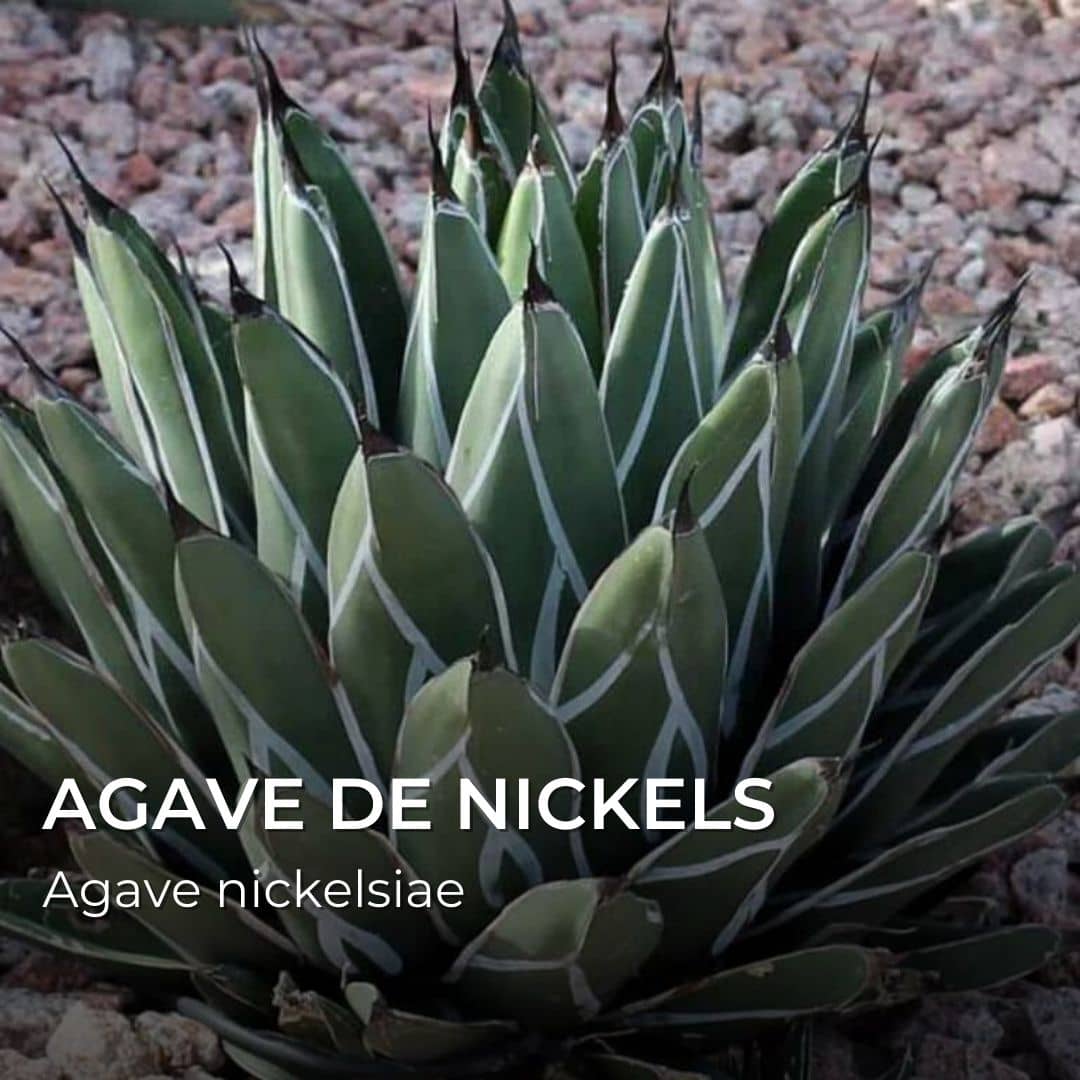Agave nickelsiae — Graines