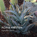 Agave kristenii