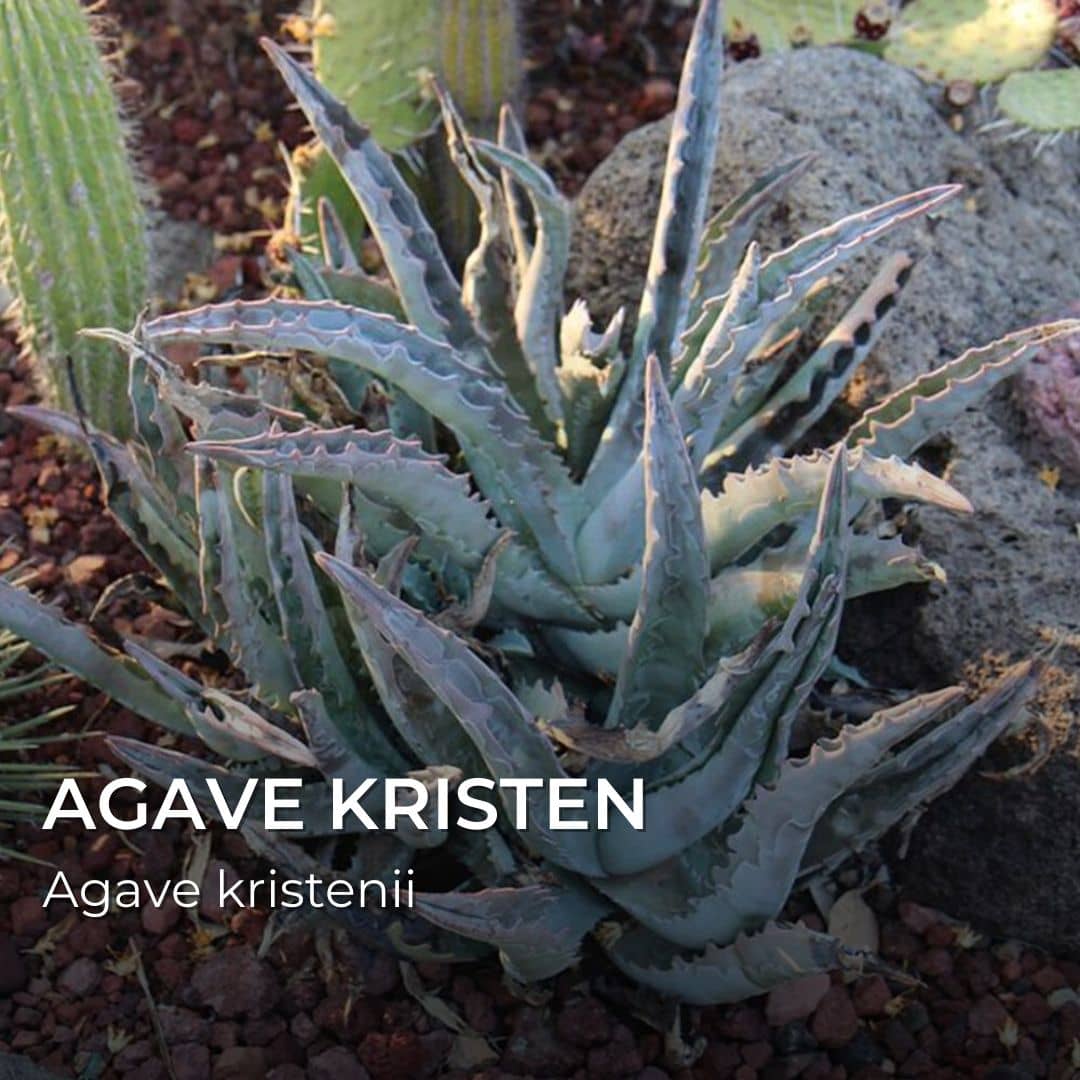 Agave kristenii — Graines