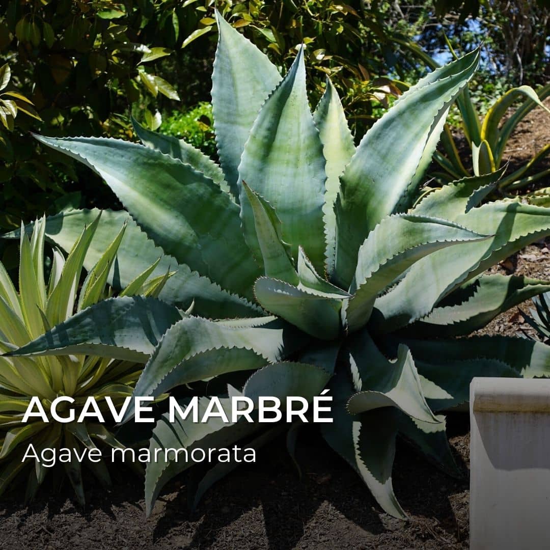 Agave marmorata — Graines
