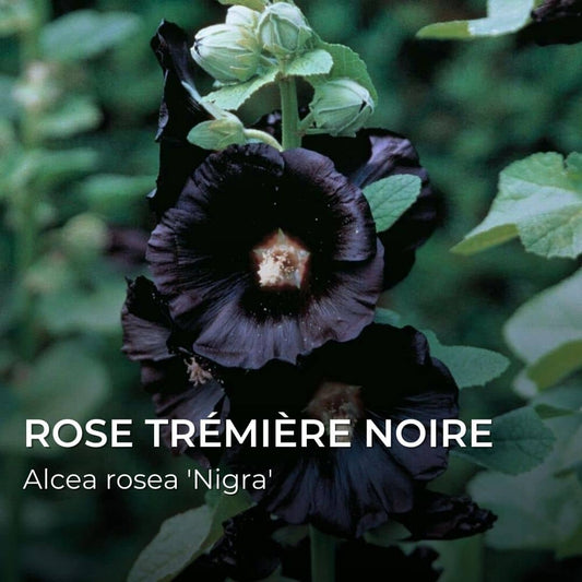 GRAINES - Rose Trémière Noire (Alcea rosea 'Nigra')