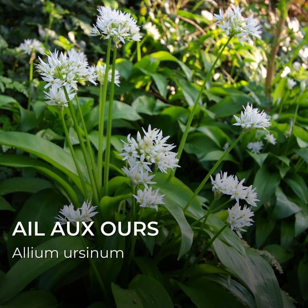 GRAINES - Ail des ours (Allium ursinum)