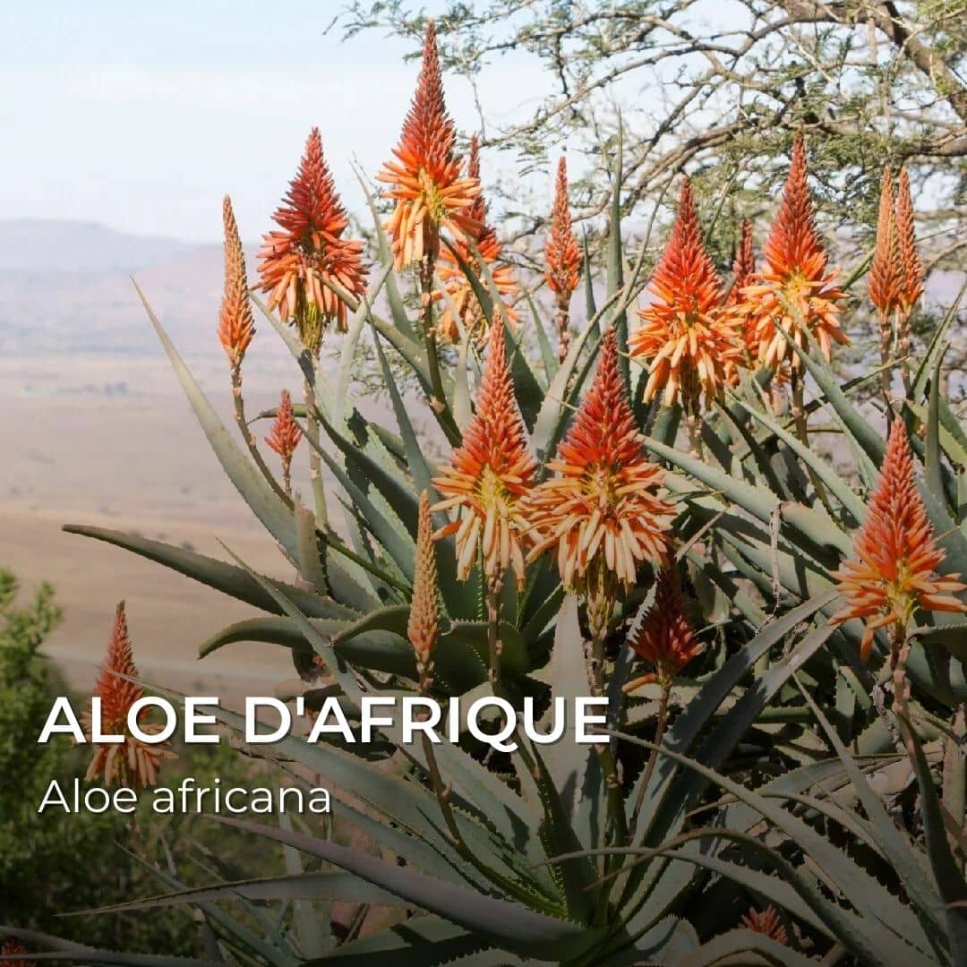 GRAINES - Aloé d'Afrique (Aloe africana)