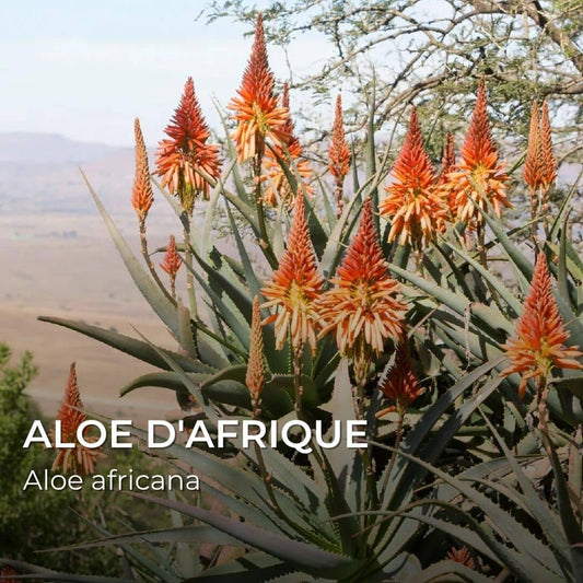 GRAINES - Aloé d'Afrique (Aloe africana)