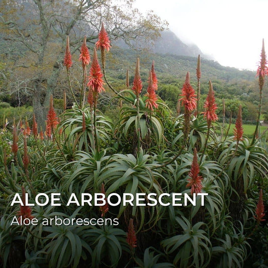 GRAINES - Aloe Arborescent (Aloe arborescens)