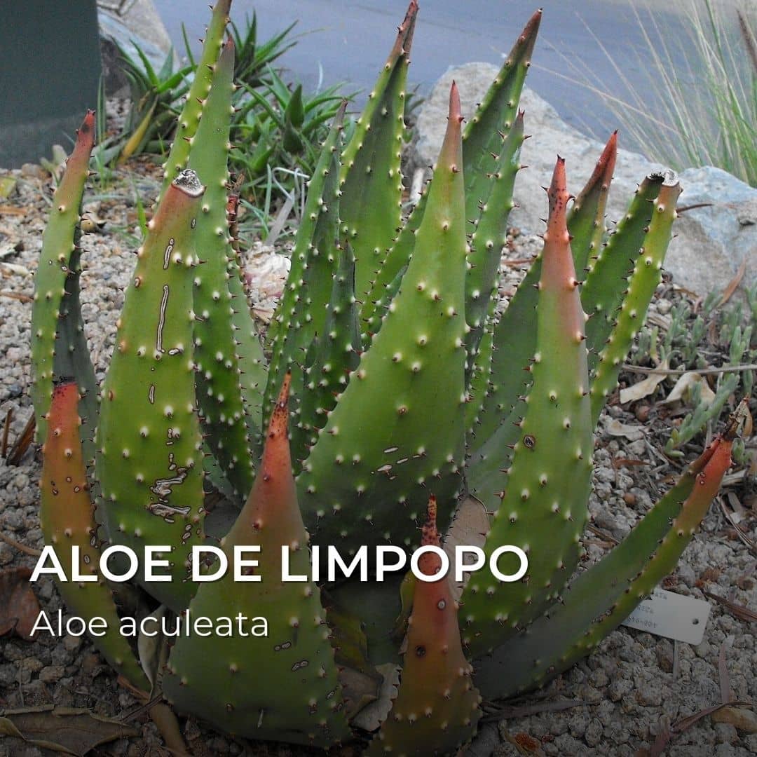 GRAINES -Aloe de Limpopo (Aloe aculeata)