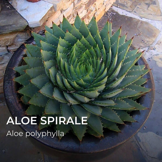 GRAINES - Aloe spirale (Aloe polyphylla)💎