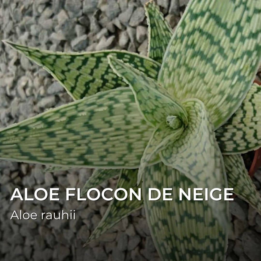 GRAINES - Aloe Flocon de Neige (Aloe rauhii)