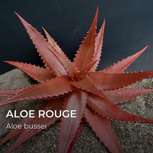 GRAINES - Aloe Rouge (Aloe bussei)