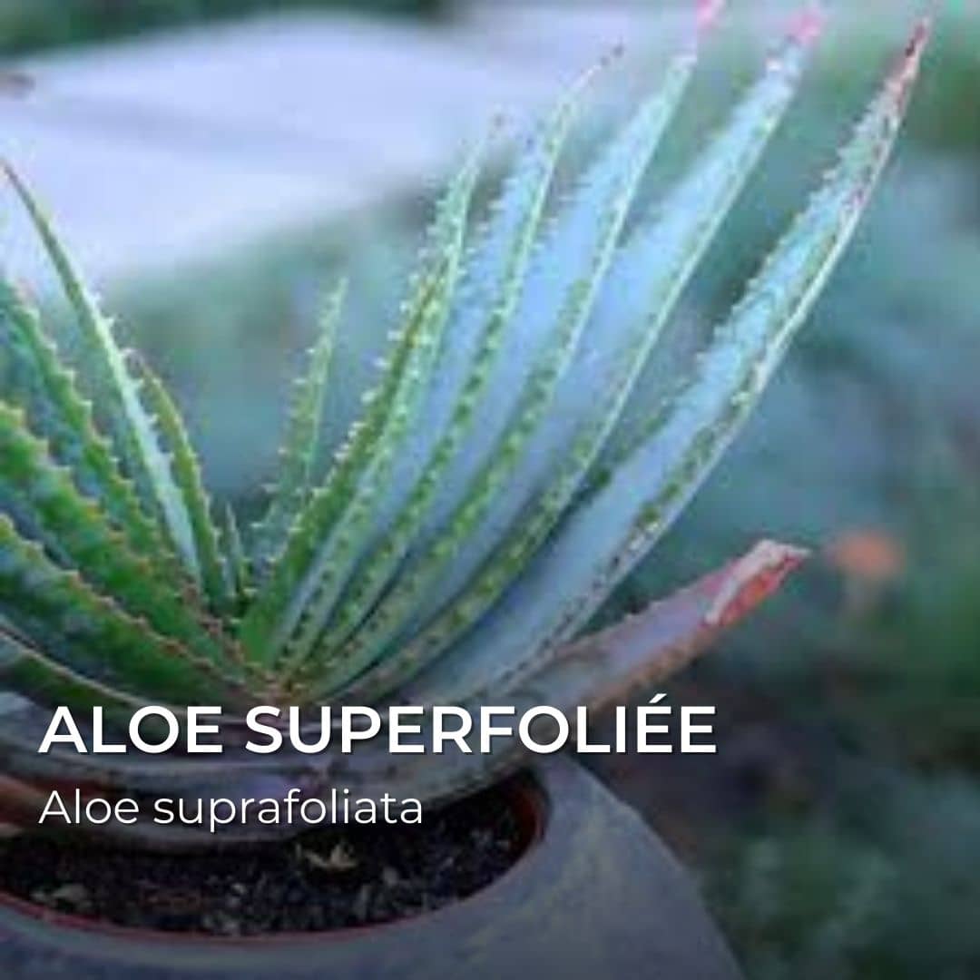 GRAINES - Aloe Superfoliée (Aloe suprafoliata)