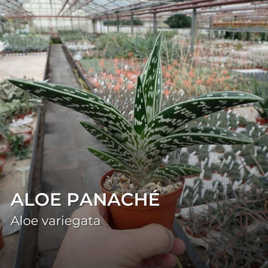 GRAINES - Aloe Panaché (Aloe variegata)