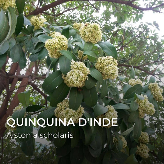 GRAINES - Quinquina d'Inde (Alstonia scholaris)