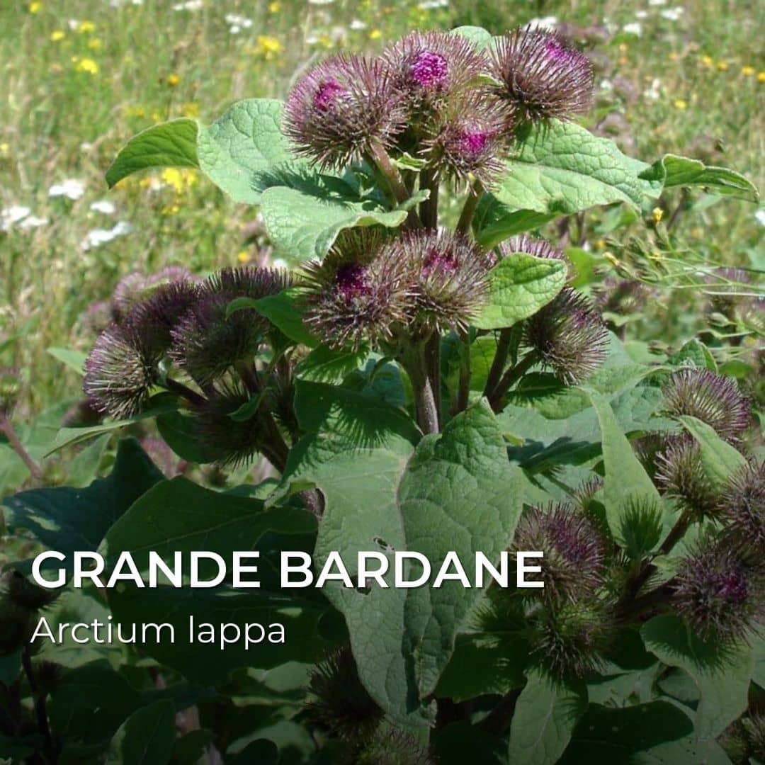 GRAINES - Grande Bardane (Arctium lappa)