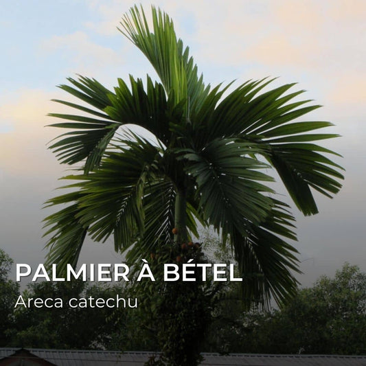 GRAINES - Palmier à Bétel (Areca catechu)