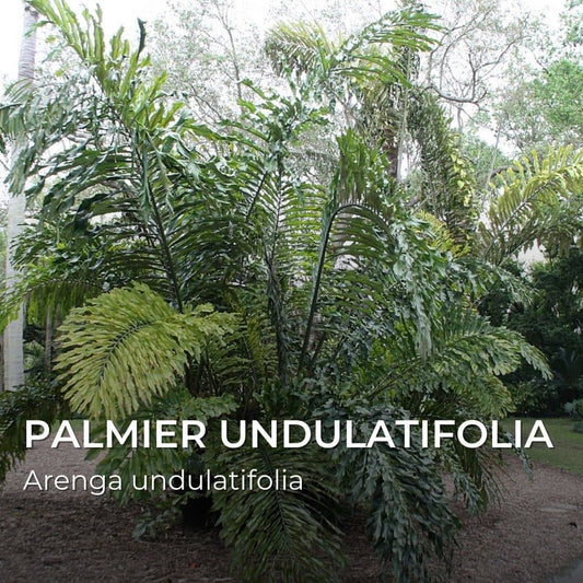 GRAINES - Palmier Undulatifolia (Arenga undulatifolia)