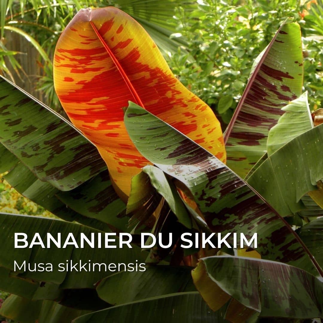 Bananier du Sikkim Tigre Rouge (Musa sikkimensis 'Red Tiger') 