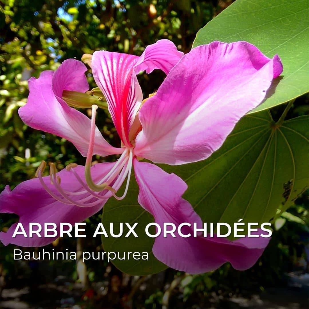 GRAINES - Arbre aux Orchidées (Bauhinia purpurea)