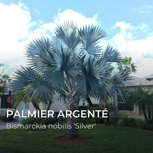 GRAINES - Palmier Argenté (Bismarckia nobilis 'Silver')