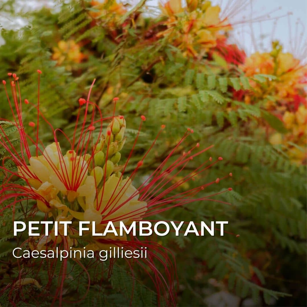 PLANT - Petit Flamboyant Jaune (Caesalpinia gilliesii)