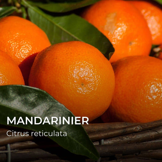 GRAINES - Mandarinier (Citrus reticulata)