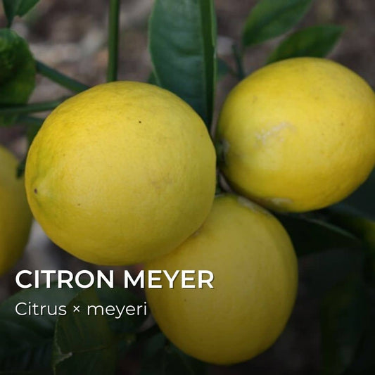 GRAINES - Citron Meyer - (Citrus x meyeri) - agrumes