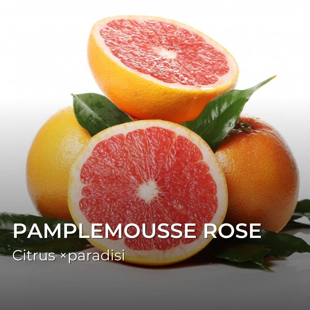 Graines de Pamplemousse Rose (Citrus x paradisi)