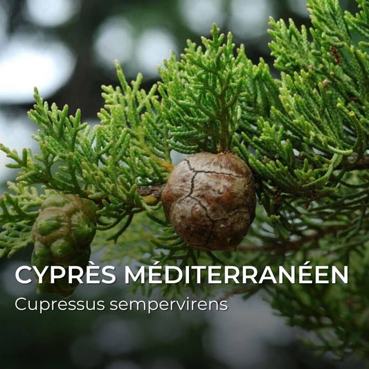 GRAINES - Cyprès Méditerranéen (Cupressus sempervirens)