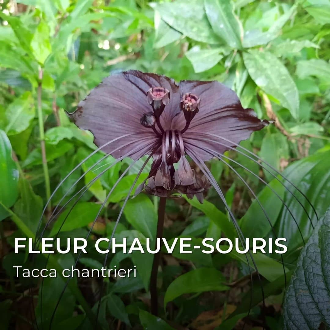 Grainebox — Merveilles du Monde